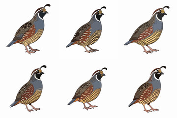 Quail Bird illustration set