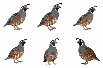 Quail bird illustration set white background