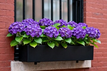 Purple hydrangea blooms in window box against brick wall, vibrant floral display enhancing urban home exterior with fresh spring beauty and decorative botanical charm.