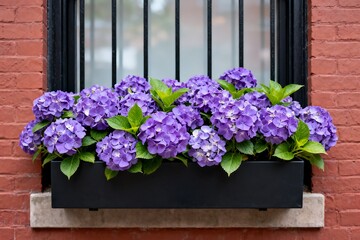 Purple hydrangea blooms in window box against brick wall, vibrant floral display enhancing urban home exterior with fresh spring beauty and decorative botanical charm.