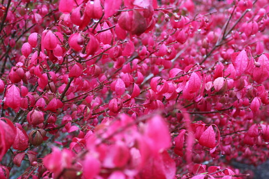 Bright pink spindle tree leaves covered in rain droplets
