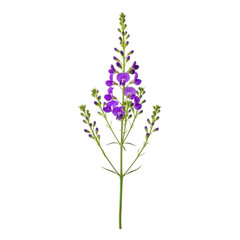 Fototapeta premium A delicate purple flower with tall stem and small leaves blooming in the wild isolated on transparent background