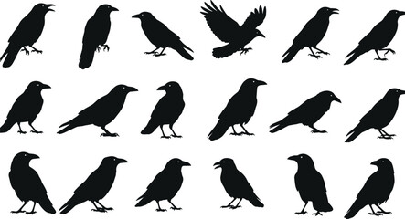 Obraz premium Crow bird silhouettes set, raven and blackbird flying and standing poses, black vector illustration collection for wildlife nature design