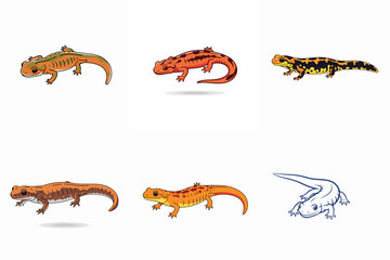 Salamander illustration set on white background