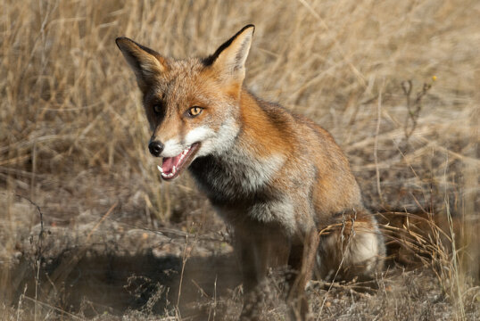 A brown fox in the far outback of Queensland, Australia.