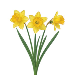 Obraz premium A vibrant bunch of daffodils with yellow petals and green stems isolated on transparent background