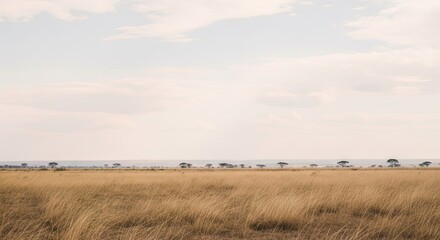 Obraz premium Serene landscape with golden grass and cloudy sky