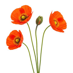 Fototapeta premium Vibrant red poppies with green stems and leaves against a white background isolated on transparent background