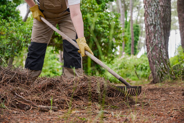 Garden cleaning work in private property where an unrecognizable gardener uses a rake to collect fallen pine needles from the ground, clearing the surface and maintaining outdoor spaces © Itxu