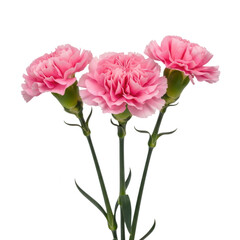 Obraz premium A vibrant bouquet of pink carnations in full bloom with green stems isolated on transparent background