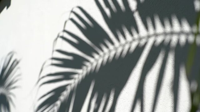 Blurred palm leaves shadow wall white background._Abstract tree coconut leaf pattern light s.mp4
