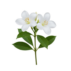 Obraz premium A close-up view of a blooming white flower with green leaves isolated on transparent background