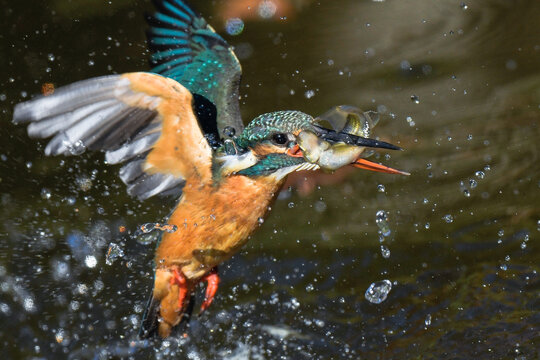 ご馳走ゲット　魚を獲ったカワセミ
