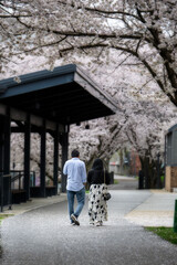Couple Walking Under Cherry Blossom Trees Along a Path Near a Shelter in Spring
