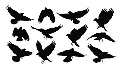 Obraz premium A flock of black birds in various flight positions against a white background isolated on white background, Vector