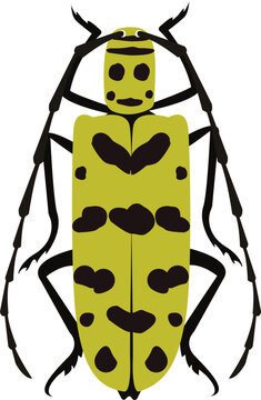 A highly detailed vector illustration of Gerania bosci designed for scientific, educational, and commercial use.