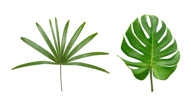 Monstera leaf isolated on whte background.