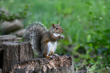 Obraz premium Curious Squirrel Perched On a Tree Stump Eating a Nut in a Green Park Setting
