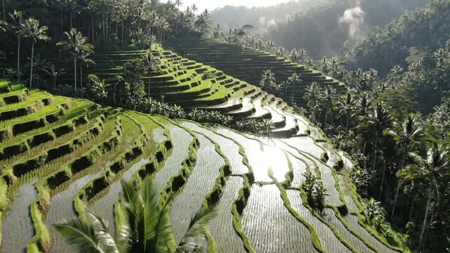 Rice terraces cascade down a hillside under dappled sunlight with palm trees interspersed amidst the cultivated landscape
