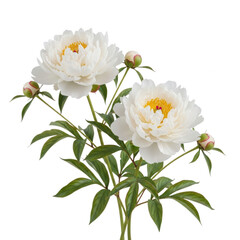 A beautiful bouquet of white peonies with lush green foliage isolated on transparent background