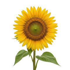 A vibrant sunflower in full bloom with a bright yellow petal display and a dark center. isolated on transparent background