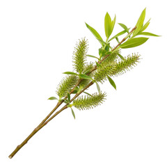 A close-up view of a sprig of fresh rosemary with vibrant green leaves isolated on transparent background