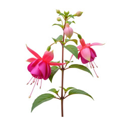 A vibrant display of pink flowers with green leaves and stems. isolated on transparent background
