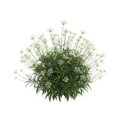 A cluster of delicate white flowers with green leaves in the center isolated on transparent background