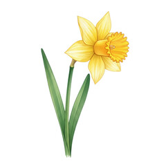 A single vibrant daffodil with bright yellow petals and a green stem isolated on transparent background