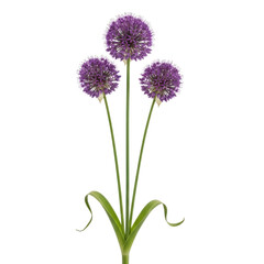 A delicate illustration of four purple flowers with green stems and leaves isolated on transparent background