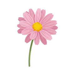A vibrant pink daisy with a yellow center and green stem isolated on transparent background