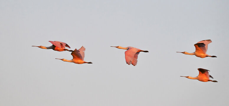 The flock of Roseate spoonbills (Platalea ajaja) flying in  a blue sky before sunset, Texas, USA