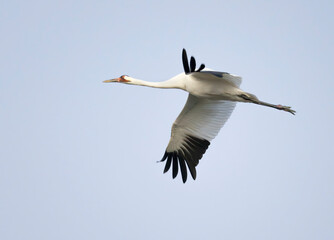Obraz premium The whooping crane (Grus americana), an endangered crane species, in flight on the blue sky background