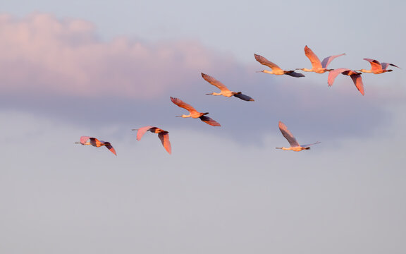 The flock of Roseate spoonbills (Platalea ajaja) flying in  a blue sky before sunset, Texas, USA