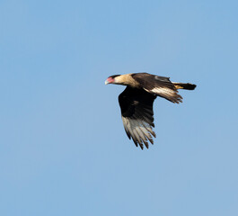 Fototapeta premium Northern crested caracara (Caracara cheriway) flying in the sky