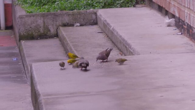 Urban birds feeding on street