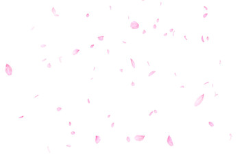 背景素材_花吹雪_白背景