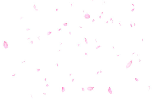 背景素材_花吹雪_白背景