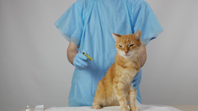 Vet Clinic Concept, Doctor in Blue Scrubs with Cat