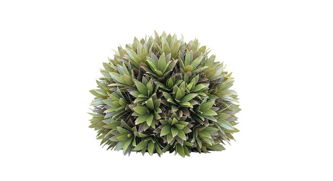 Round Bush with Green Lance-Shaped Leaves