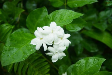 Obraz premium Jasmin d'Arabie - Jasminum sambac