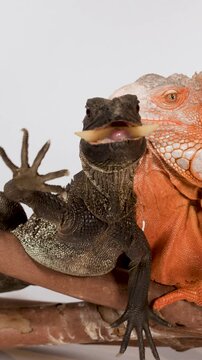 Black Sailfin Lizard Eating Food from Tweezers Next to Red Iguana