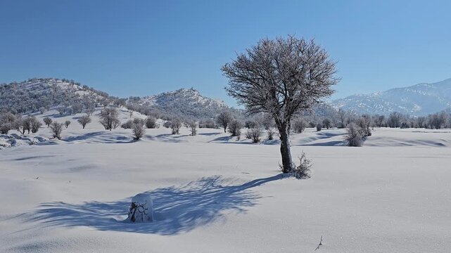 Winter landscape with a solitary frosted tree casting a long shadow, snowy hills, scattered trees, and distant mountains under a clear blue sky.  
📍Marivan, Kurdistan 