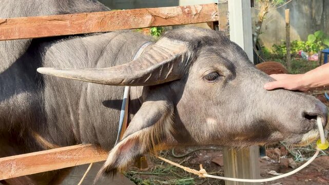 Close Up of Person Petting Water Buffalo at Farm