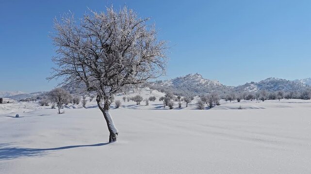 Winter landscape with a solitary frosted tree casting a long shadow, snowy hills, scattered trees, and distant mountains under a clear blue sky.  
📍Marivan, Kurdistan 