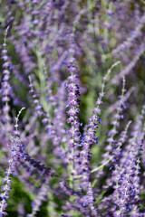 Obraz premium Sprig of Lavender. Field of lavender. Lavender flower in summer. France Provence field. Purple lavender bloom in nature. Composition of nature. Summer blooming flower. Blooming flower field