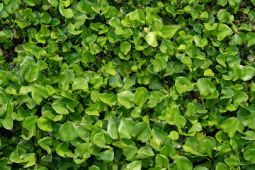 The Water Hyacinth is covering all the river and obstructing water flow. That is the one of water pollution.