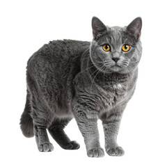 Obraz premium Adorable young british shorthair kitten with soft grey fur and bright eyes sitting isolated on a white background as a cute domestic feline pet portrait
