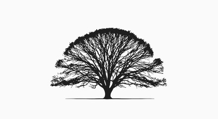 Bare Tree Silhouette on White Background