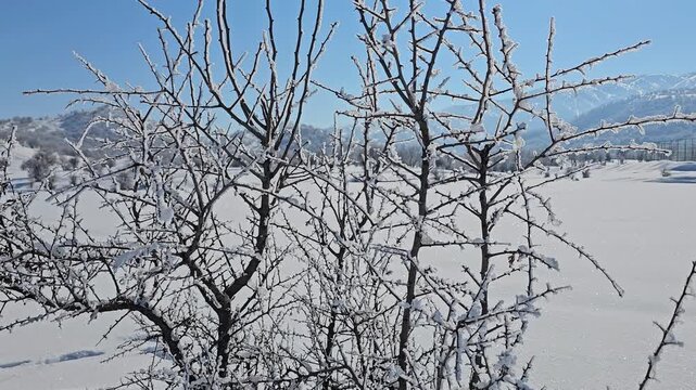 Winter landscape with a solitary snow-covered shrub, a wide snowy field, and distant mountains under a clear blue sky on a bright cold day.  
📍Marivan, Kurdistan 